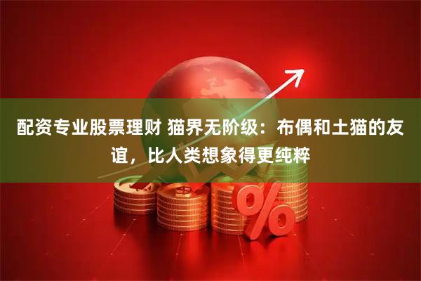 配资专业股票理财 猫界无阶级：布偶和土猫的友谊，比人类想象得更纯粹