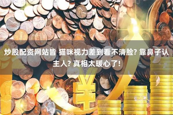 炒股配资网站皆 猫咪视力差到看不清脸? 靠鼻子认主人? 真相太暖心了!