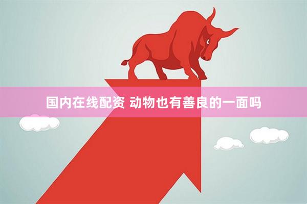国内在线配资 动物也有善良的一面吗